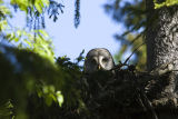 Great Grey Owl 